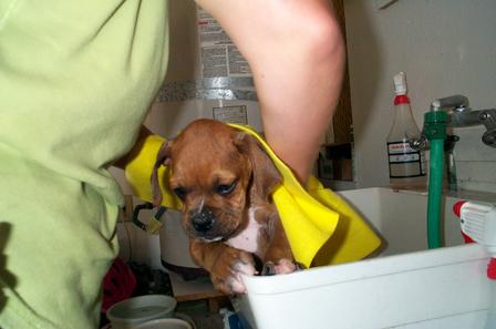 Dillons first bath