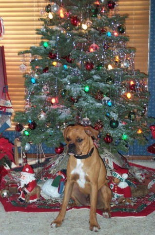 Dillons First Christmas