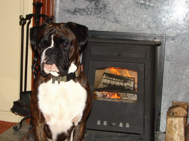 Dino at the Fire.