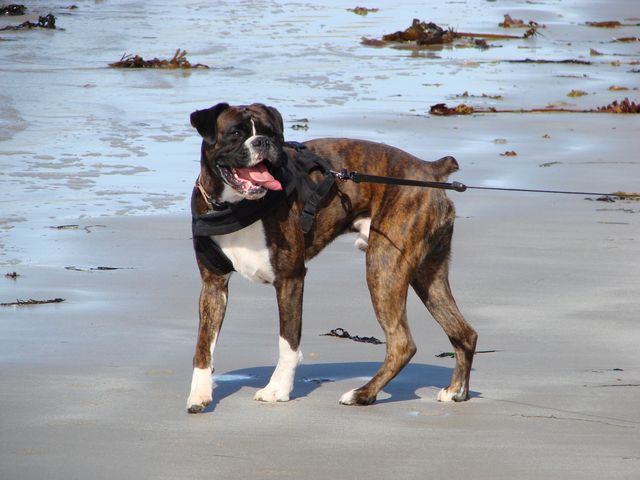 Dino on the Beach