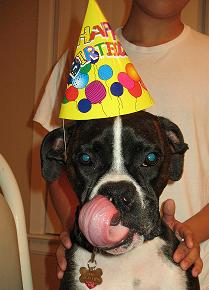 Dino's First Birthday 5-29-09