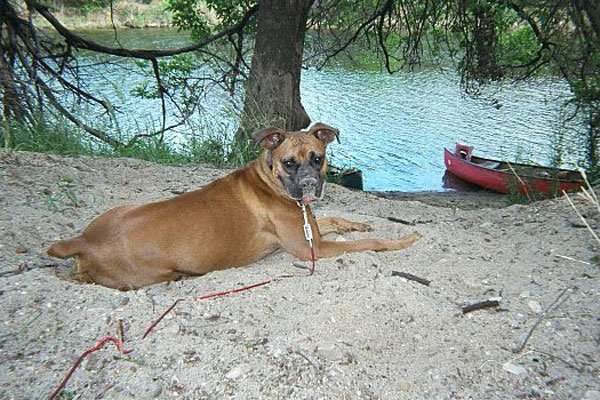 Dirty dog