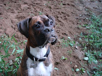 Dirty Dog