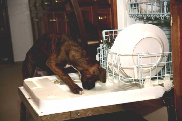 dish
