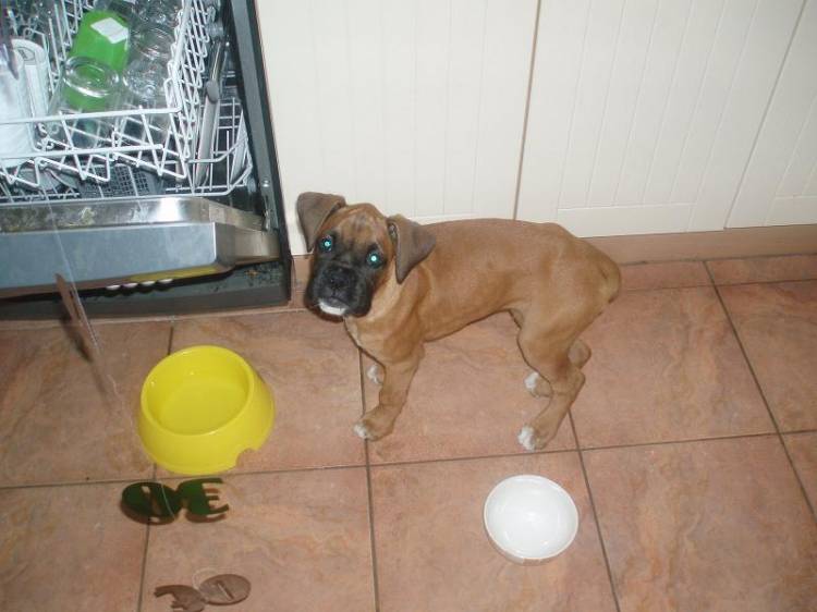 Dishwasher - any snacks?
