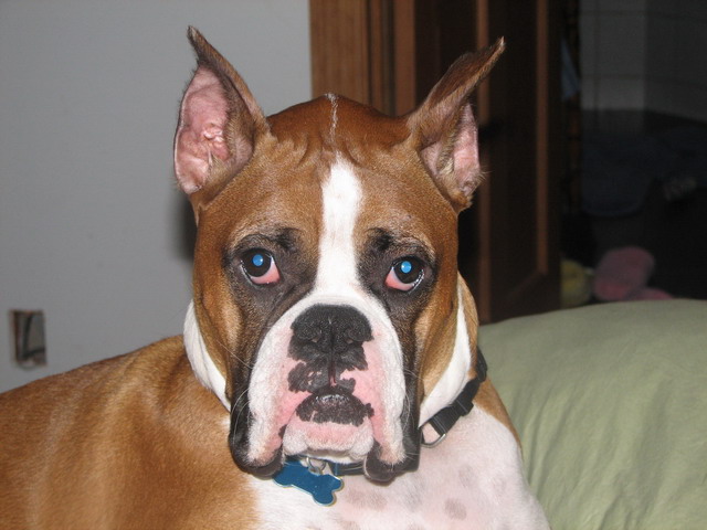 Distinguished Zeus