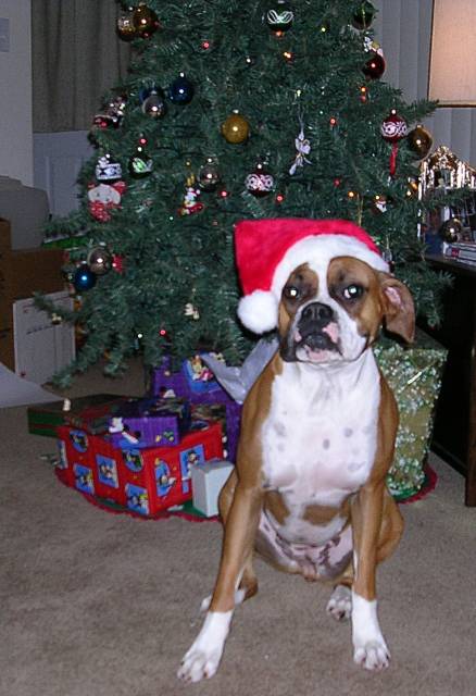 Ditee's 1st Christmas with us