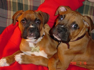 Dixie and Dudley resting with Daddy