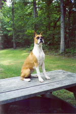 Dixie Chopper