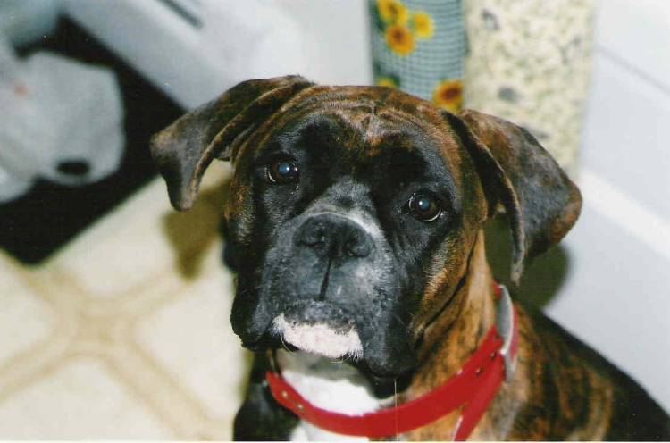 DIXIE DROOLING
