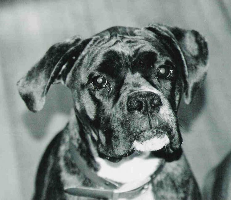 Dixie Girl