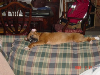 Dixie -- she just thinks she will always be this size
