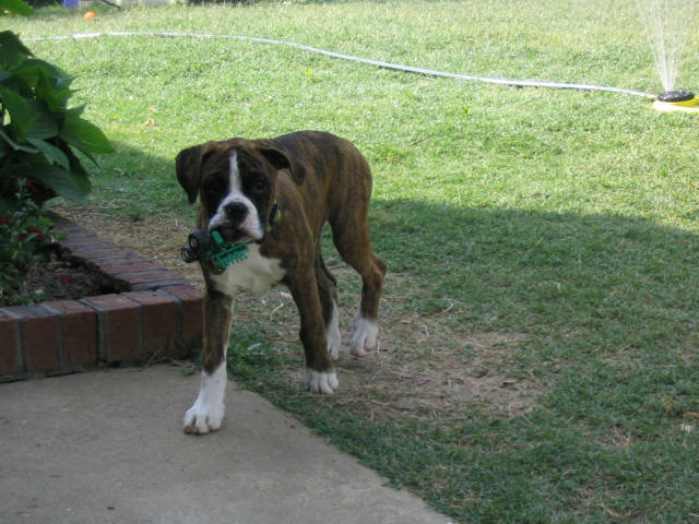 dixie with my sons toy