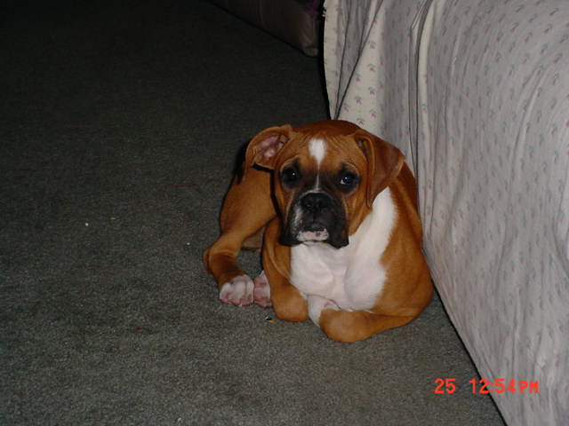 Dixie