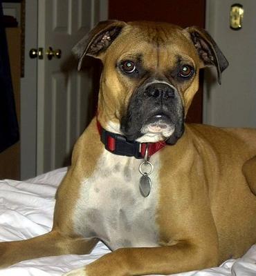 Dixie