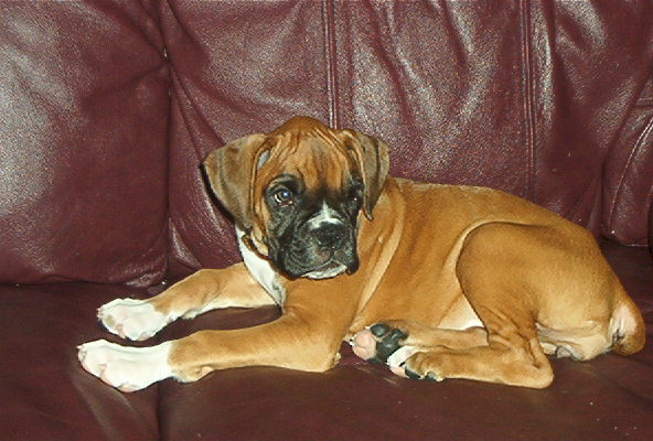 Dixie