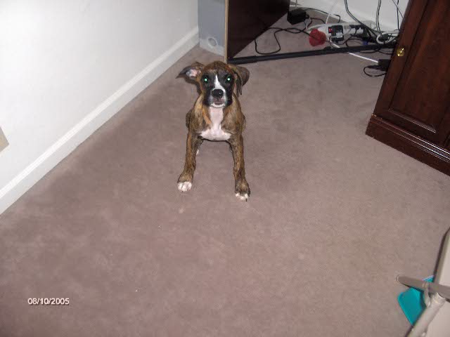dixie
