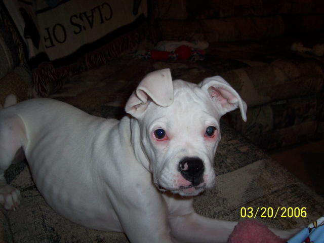 Dixie