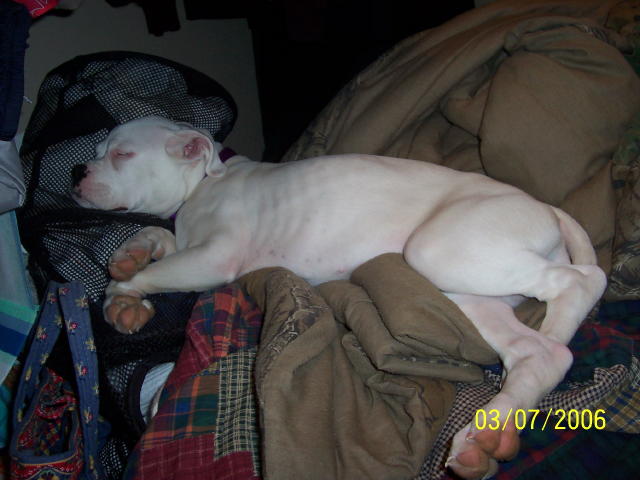Dixie