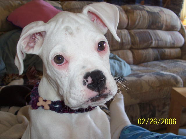 dixie