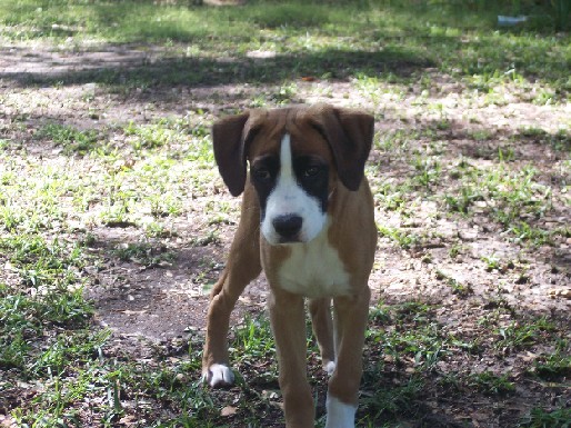 Dixie12weeks