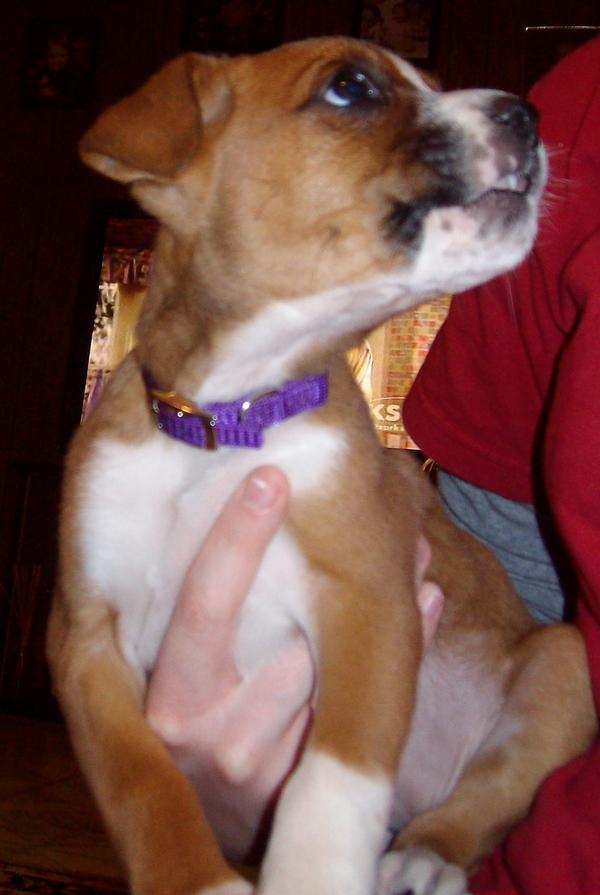 Dixie4