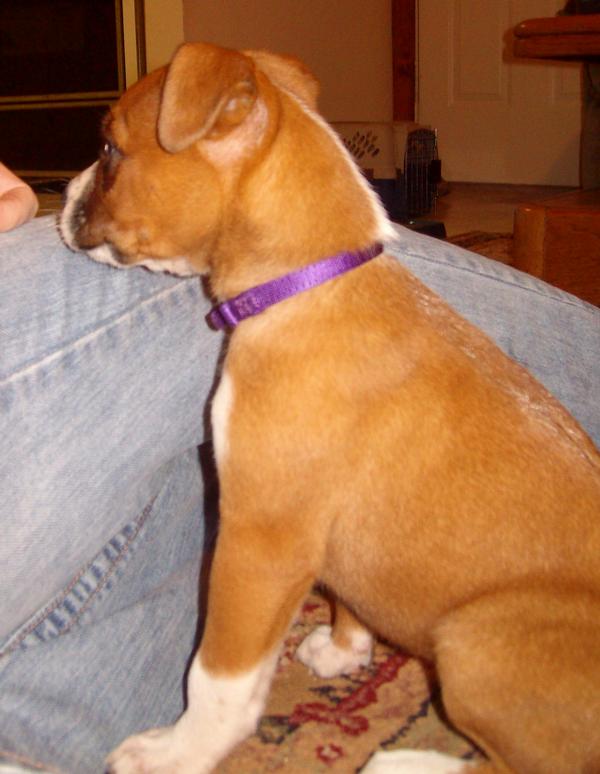 Dixie_2