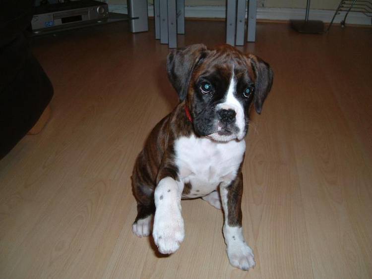 Do i get a treat for this?