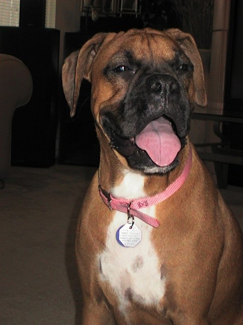 Do I look like a  Boxer or what?
