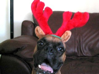 do these antlers make me look fat
