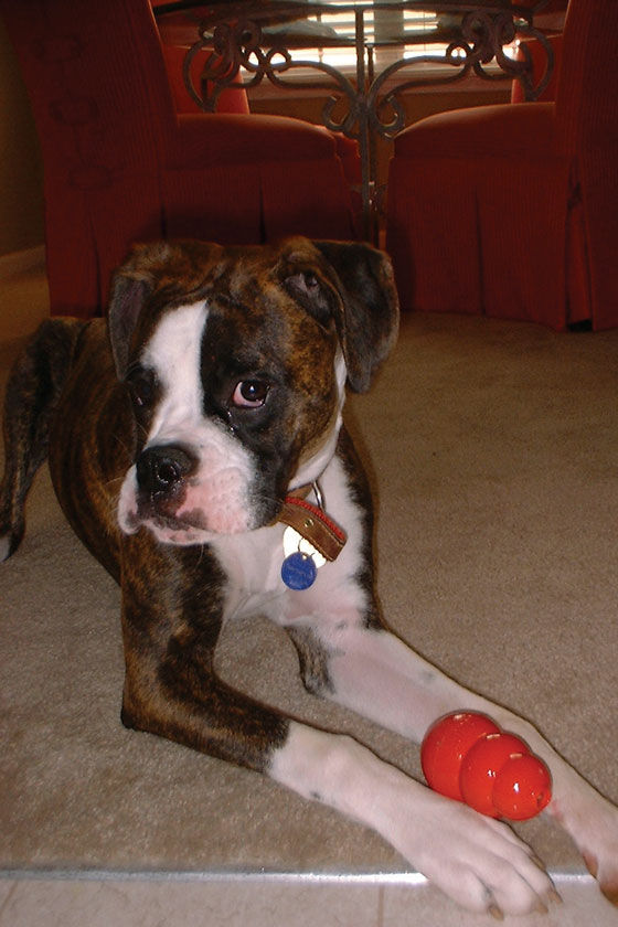 Do you have your Kong?