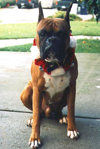 Do you like my Christmas bells?