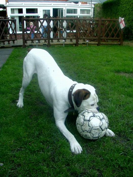 Do you want to play ball