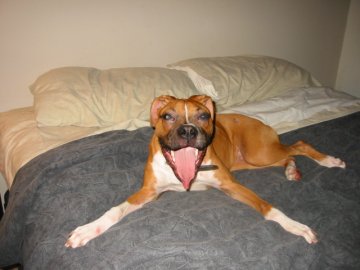 Dobbs 8 Months