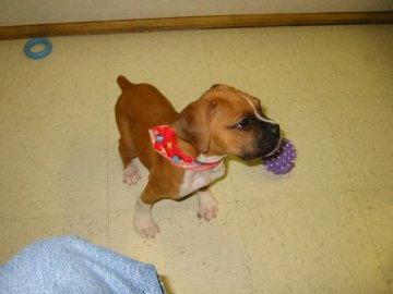 Dobbs 9 weeks