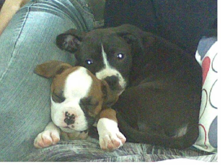 Dodger N BUllet
