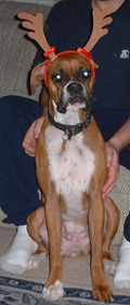 Doe a Deer, A Female Boxer!