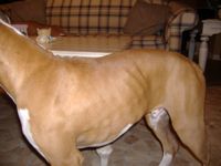 Does he look too skinny for 5 mo.?