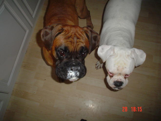 does one of you know where my yoghurt has gone