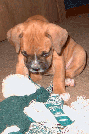 dog and doll