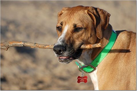 Dog Beach 2