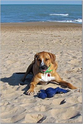 Dog Beach