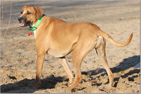 Dog Beach