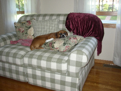 Dog bed?  What dog bed?