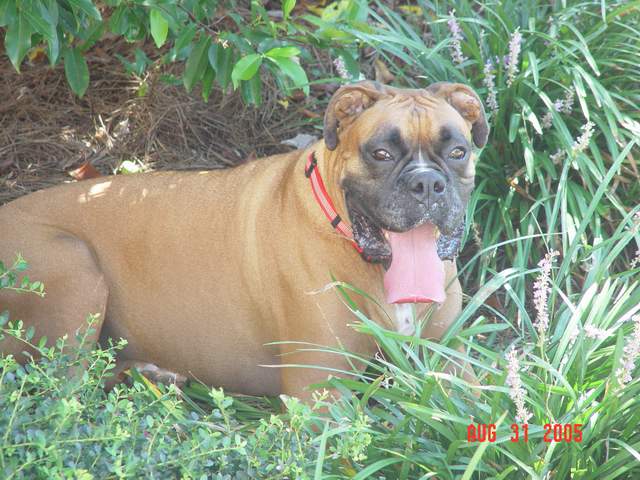 Dog days of summer