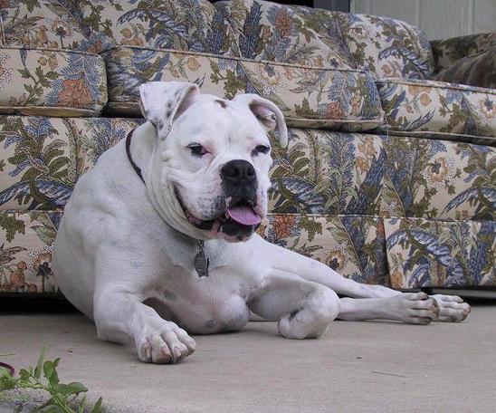Dog Days of Summer