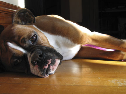 Dog days