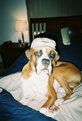 Dog in a Hat