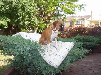 Dog nest...