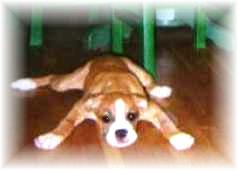 Dog or Spider??